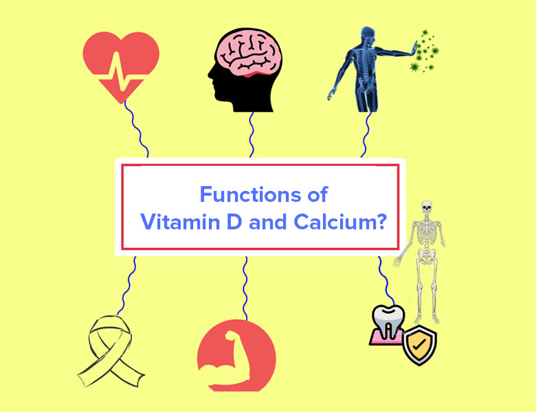 Functions of Vitamin D and Calcium
